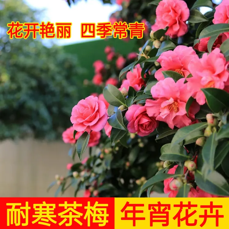 茶梅花苗直销老桩室内耐寒造景花卉好养活盆栽盆景带花苞四季常青