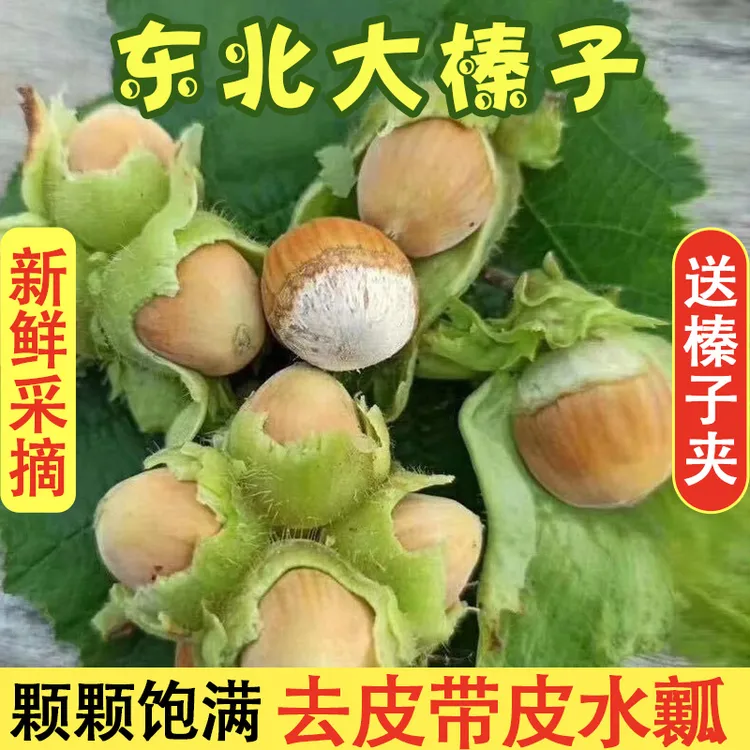 东北大榛子水仁新鲜去绿皮不带皮大榛子1斤2斤3斤5斤包邮生榛子