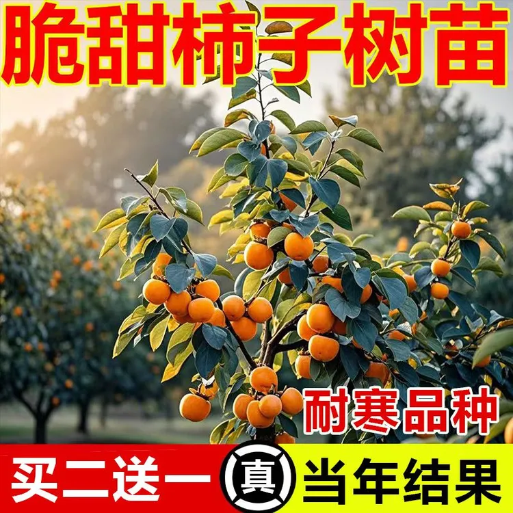 脆甜无核柿子树苗当年结果南北方种植耐寒盆栽地栽庭院种植果树苗