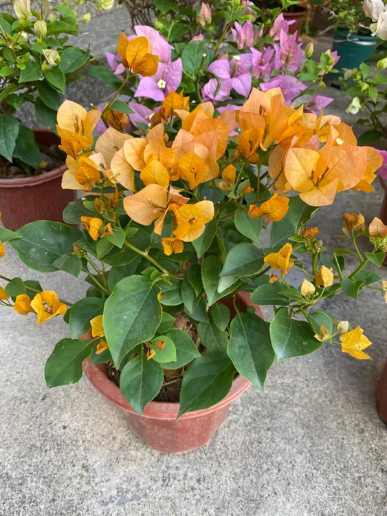 【金色光辉】三角梅勤花品种