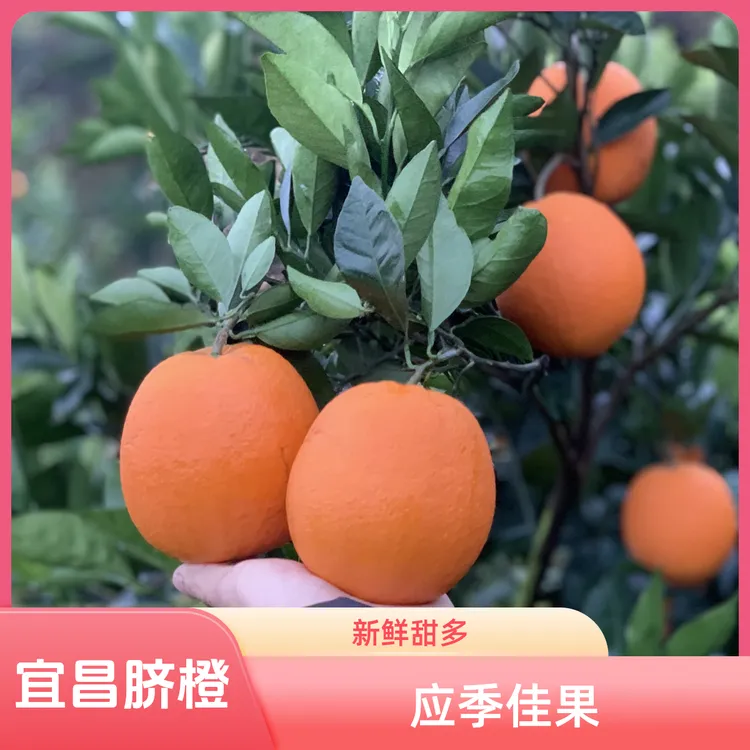 正宗湖北宜昌纽荷尔脐橙新鲜多汁爆甜应季水果现摘现发孕妇水果