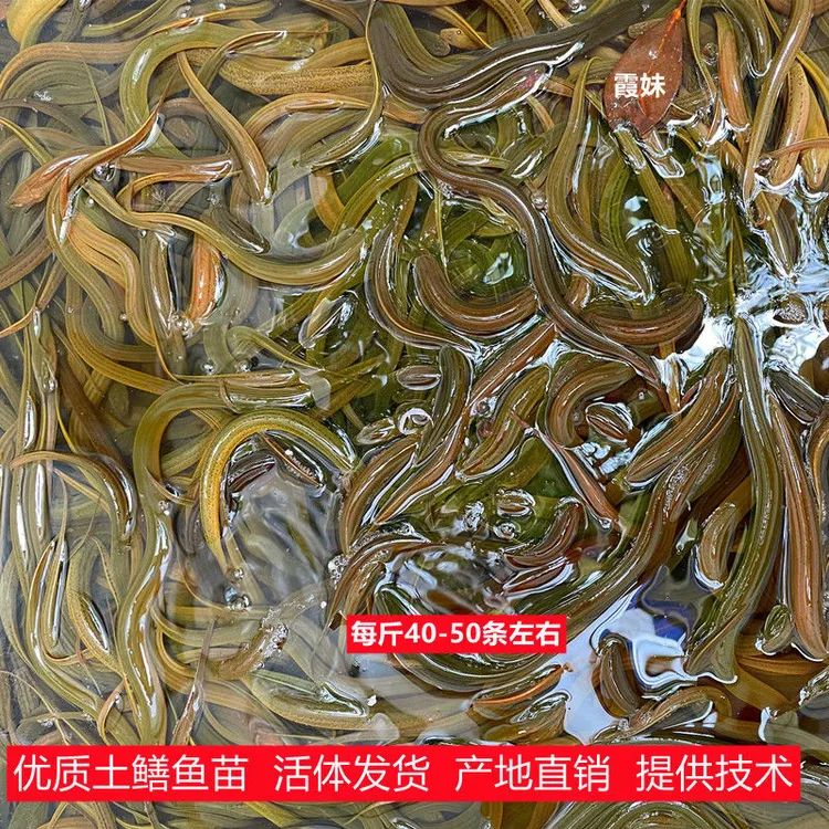 养殖黄苗鲜活黄鳝苗长鱼苗小黄鳝活体淡水鱼苗