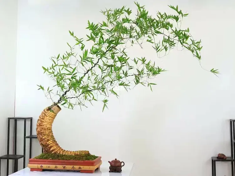 小叶勒竹竹根竹苗绿植盆景素材不带盆不带土