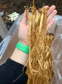 红参 边条品种 红参全须 黄金皮 肉质黄肉 