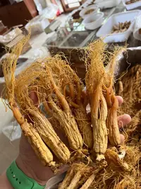红全须大支 6年红参全须 下山货品种 黄金皮红参