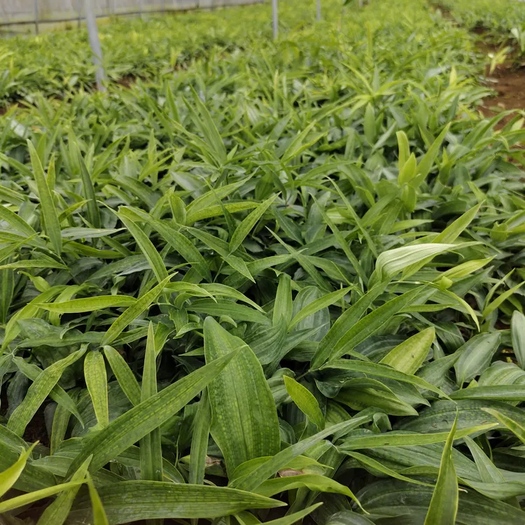 纯正高杆不倒苗—黄精种苗（500株起发）
