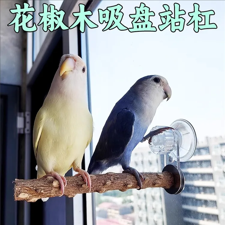 鹦鹉花椒木吸盘站架子站杠站棍磨爪玄凤虎皮专用鸟用墙面玻璃站台