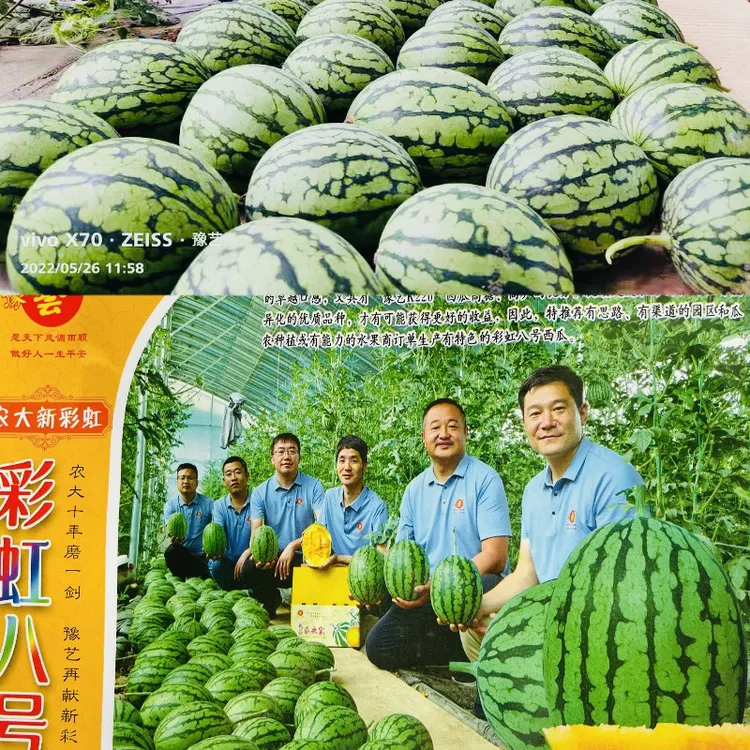 豫艺彩虹八号西瓜种子 酥脆橙黄瓤皮薄高糖较耐裂易管理 200粒