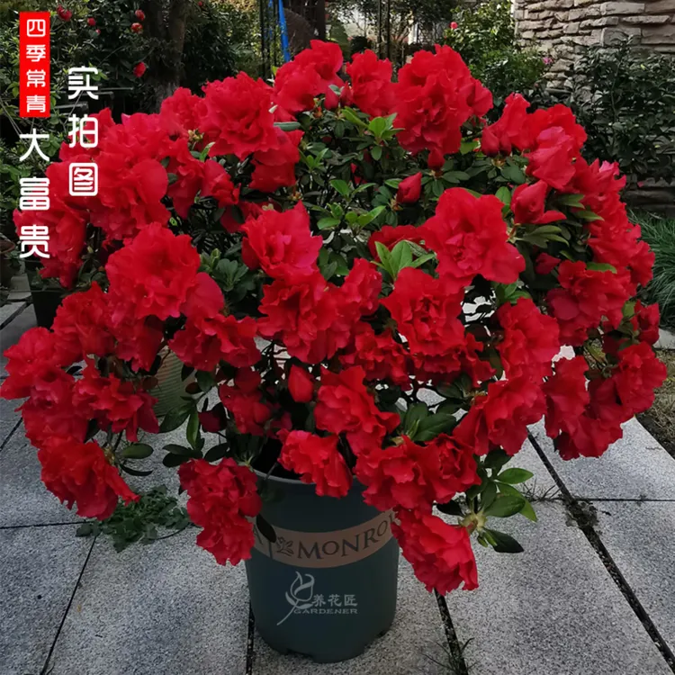 杜鹃花大富贵。福利款