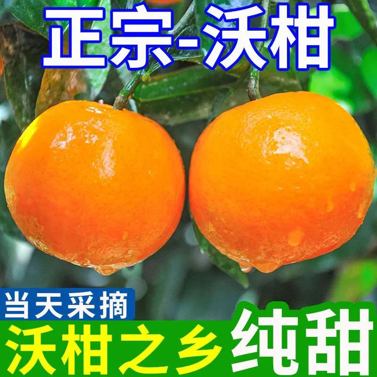 正宗广西沃柑产地直发〈大果5斤/8斤〉