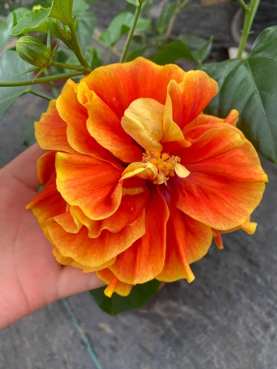丹麦木槿阿波罗（带花苞发货，换盆无售后）