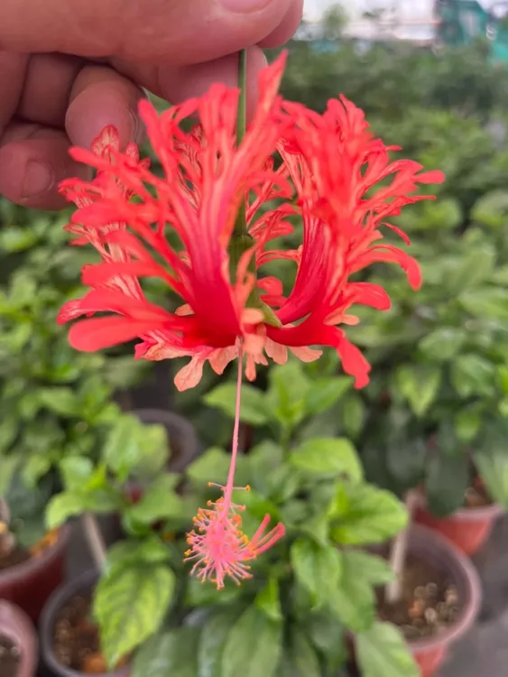 凤尾牡丹（独杆颗型，发货不带花苞，换盆无售后）