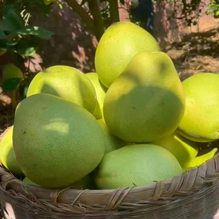 正宗江西安福蚕子新鲜当季现摘现发果瓣饱满清甜多汁马家柚金兰柚