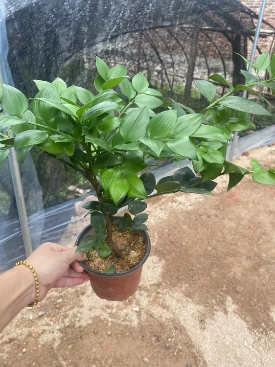 原生圆叶竹柏盆栽苹果叶爱心圆台湾品种好养耐活室内耐阴植物
