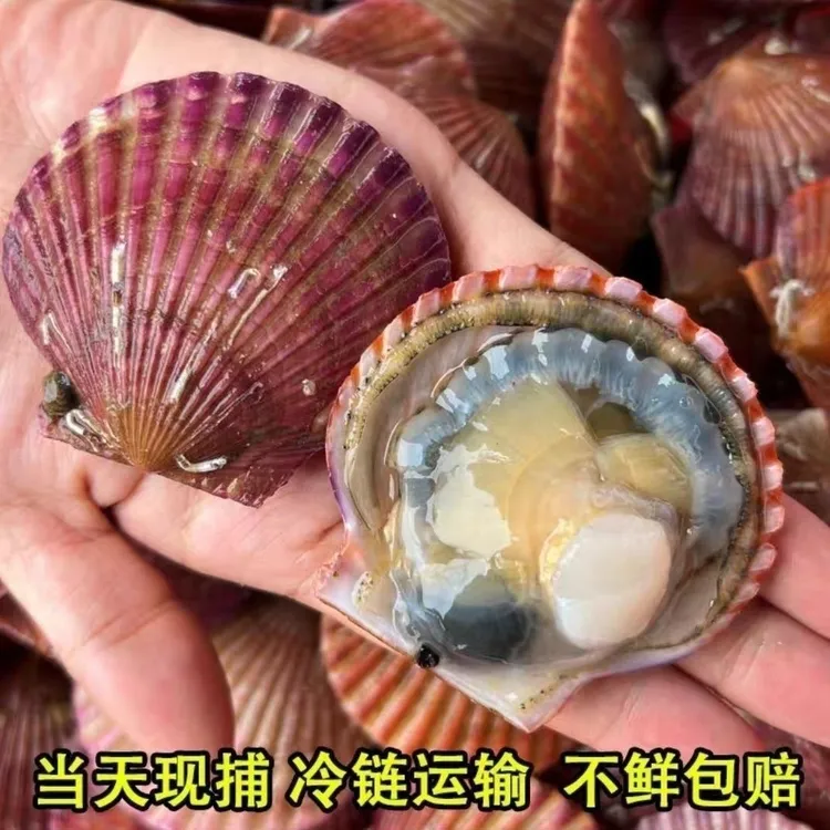 w【顺丰包邮】日照扇贝 小红贝 净重5斤 鲜活打捞发货