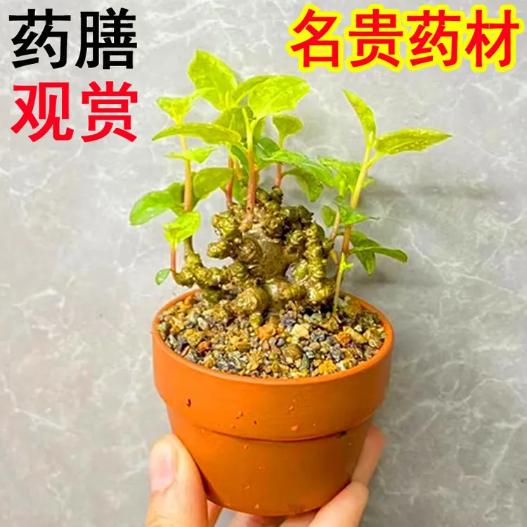藤三七可食用爬藤绿植懒人盆栽苗办公室茶桌盆景素材庭院阳台花卉