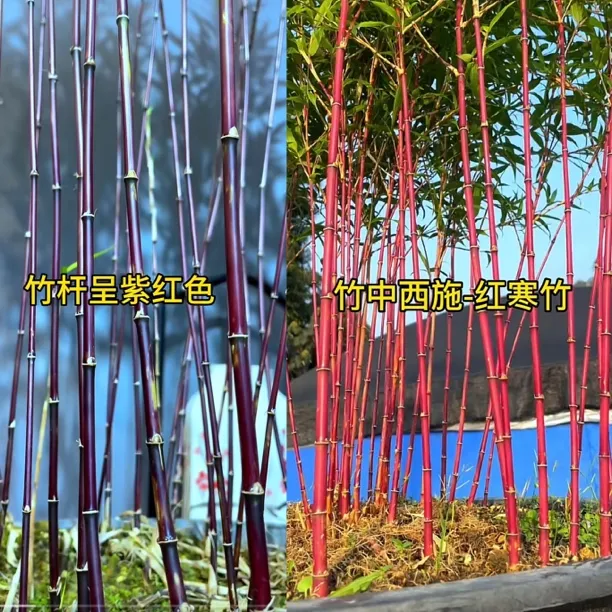 越晒越红日本红观音竹子盆栽红紫寒竹内门竹米竹凤尾竹盆景绿植物
