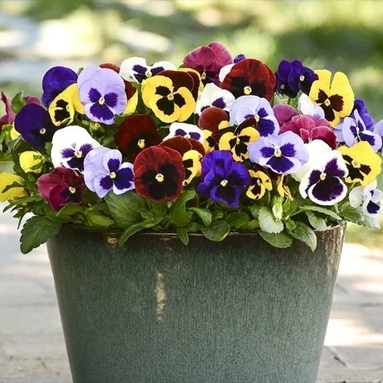 混色三色堇花种子猫脸花蝴蝶花春秋易种开花室外阳台盆栽花卉种子