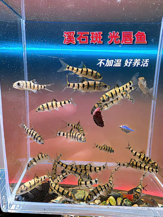 溪石斑 光唇鱼 好养冷水鱼 小型爱群游原生鱼 新手适合养