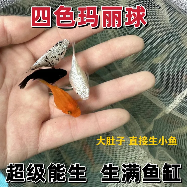 四色玛丽球 奶牛黑白黄皮球鱼 直接生小鱼 胎生鱼 孔雀凤尾球体鱼