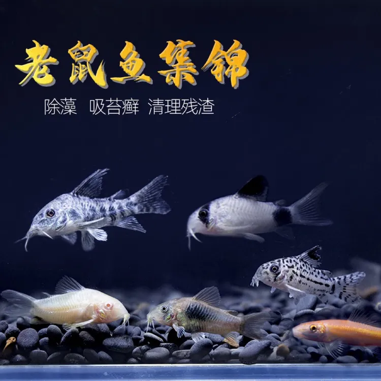 老鼠鱼工具鱼鼠鱼品种混搭集合除藻鱼垃圾底栖鱼