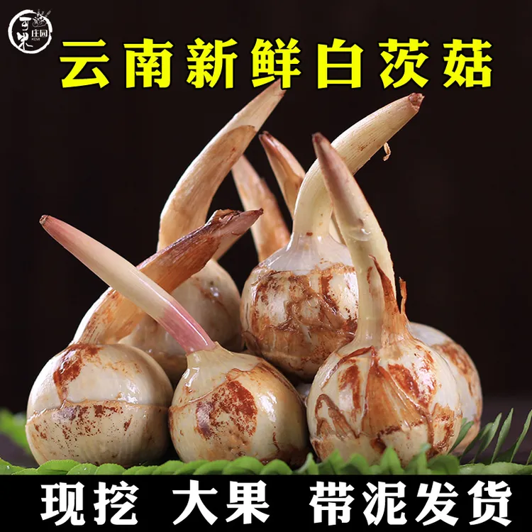 云南新鲜白茨菇慈姑大果茨菰白马蹄鲜粉糯荸荠新鲜蔬菜现挖包邮
