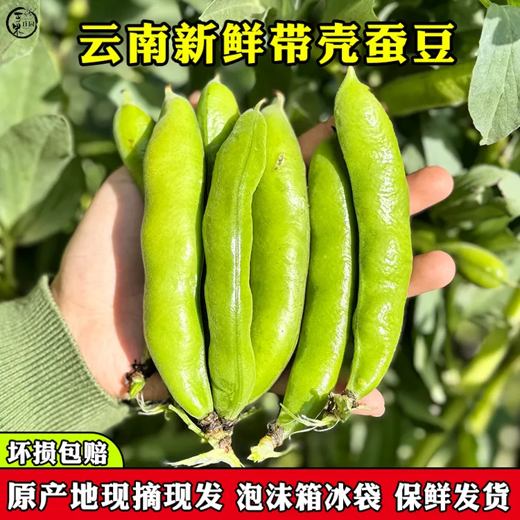 云南新鲜青蚕豆嫩胡豆甜脆生蚕豆蔬菜罗汉豆产地直供露天现摘现发