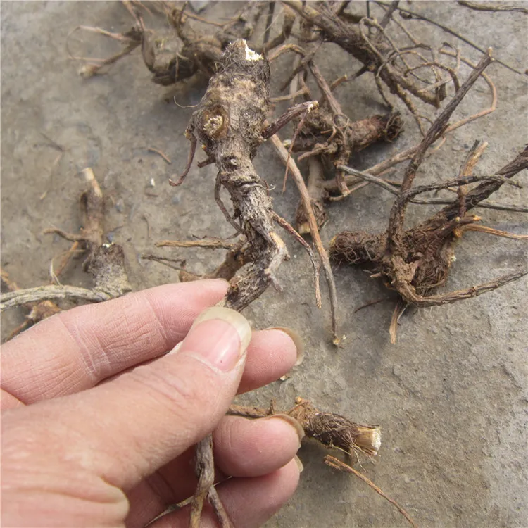 野生前胡整根发500g太行山区白花前胡老根河南农家晒干新货