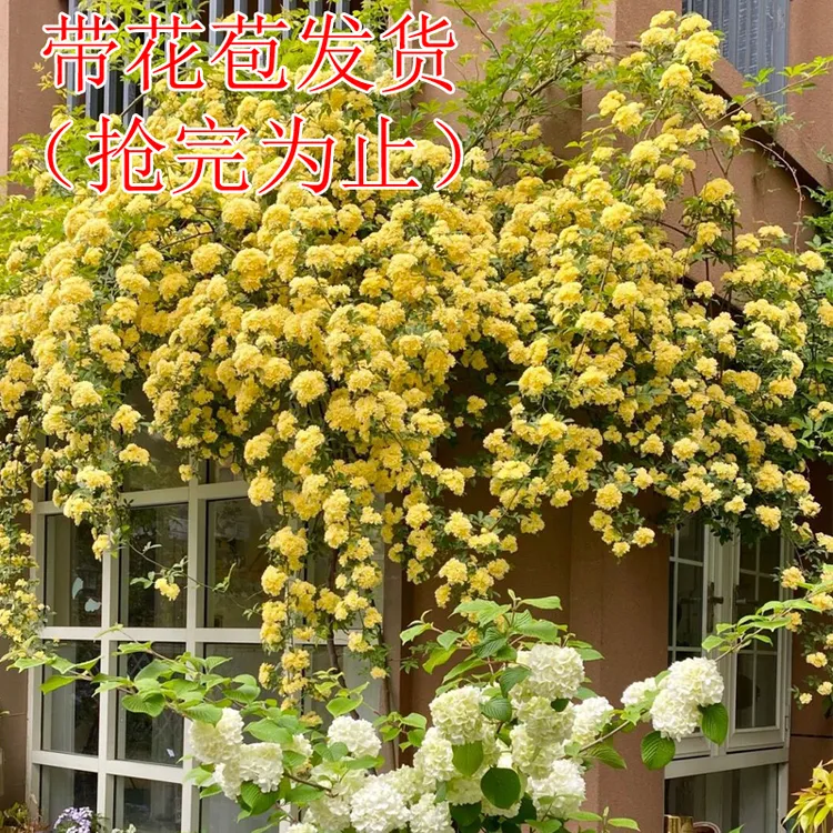 黄木香花苗【带花苞】爬藤植物浓香四季木香蔷薇花卉庭院攀援木香花