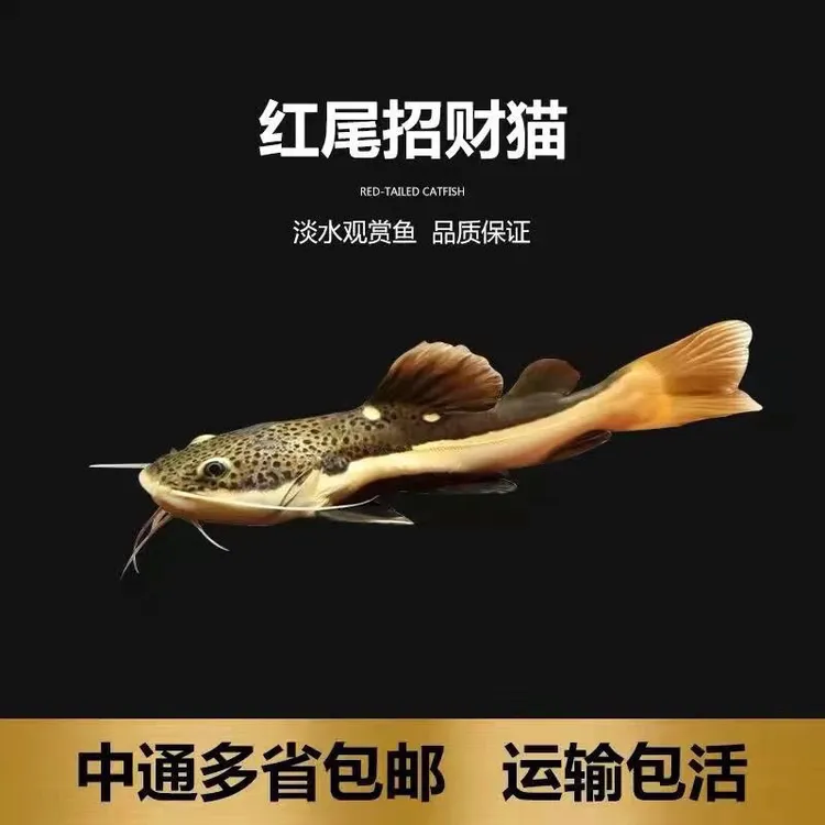 招财猫鱼活红尾鲶鱼狗仔鲸鱼大型热带观赏鱼底层鱼