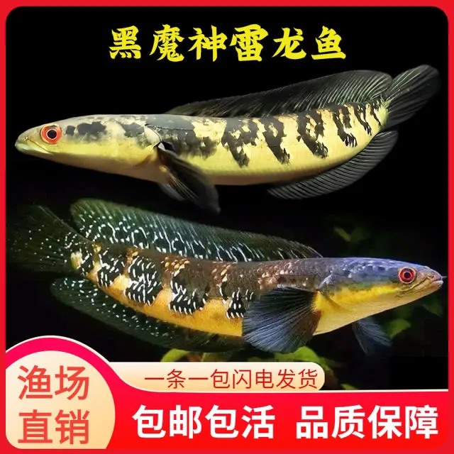 黄婆罗泰国皇室黑魔神森塔伦黄魔神雷龙鱼热带鱼大型猛鱼