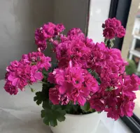 《奢侈品》矮苗勤花天竺葵
