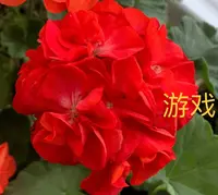 重彩游戏天竺葵直立