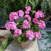 矮桩《野玫瑰》天竺葵