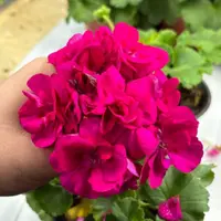 樱桃仙子矮壮天竺葵