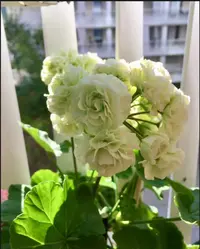 随机一颗天竺葵