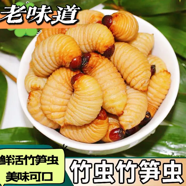 新鲜活体竹笋虫椰子虫竹子虫活体发货新鲜昆虫竹蛹竹虫鲜活竹虫