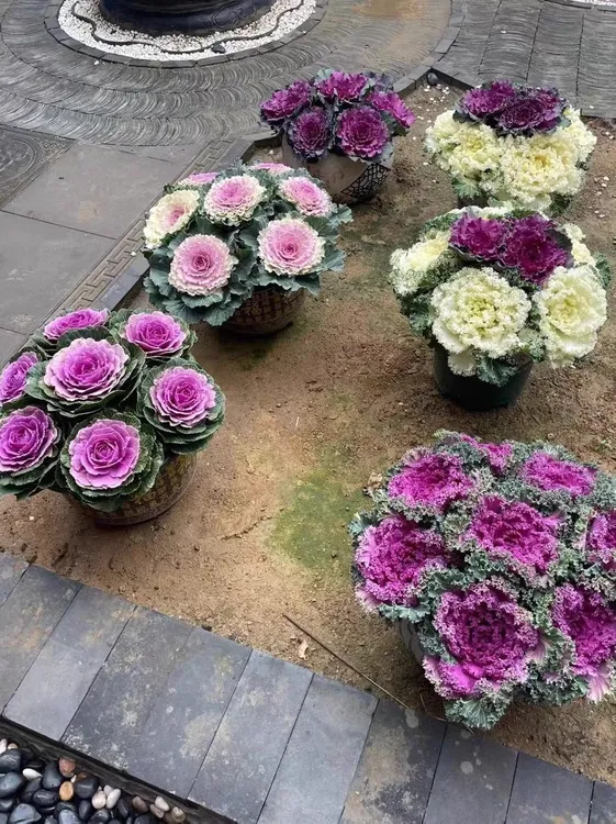 无品牌冬季耐寒羽衣甘蓝盆栽紫色叶牡丹庭院观赏