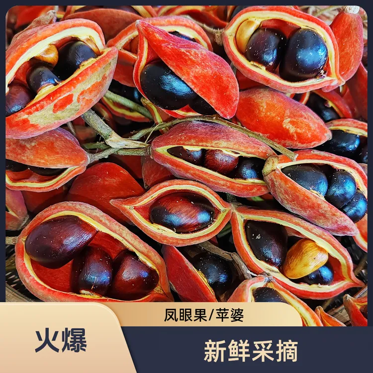 凤眼果苹婆果富贵子九层皮鲜果精选新鲜采摘煲汤焖锅糖水必备和喜
