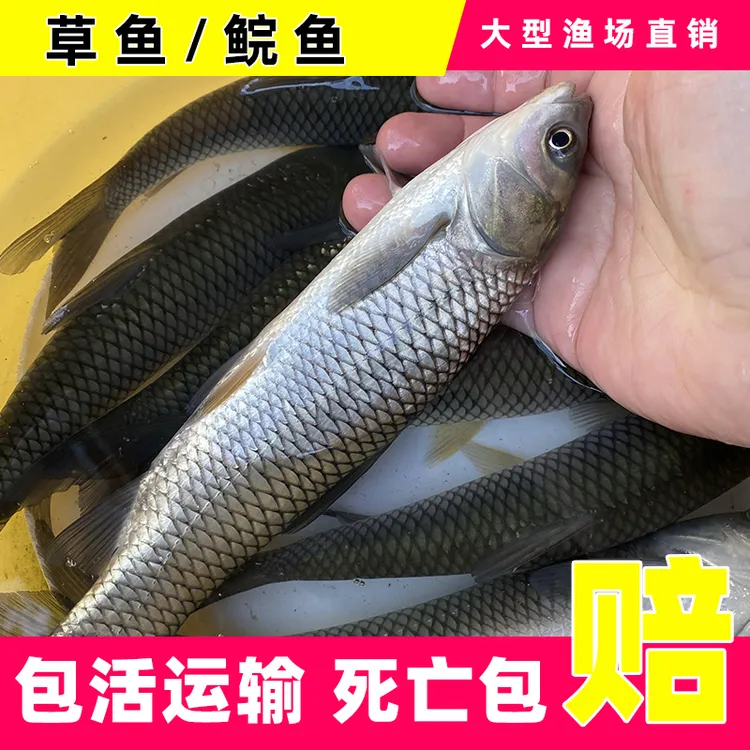 【活体】草鱼7-20公分小规格草鲩鱼批发淡水观赏