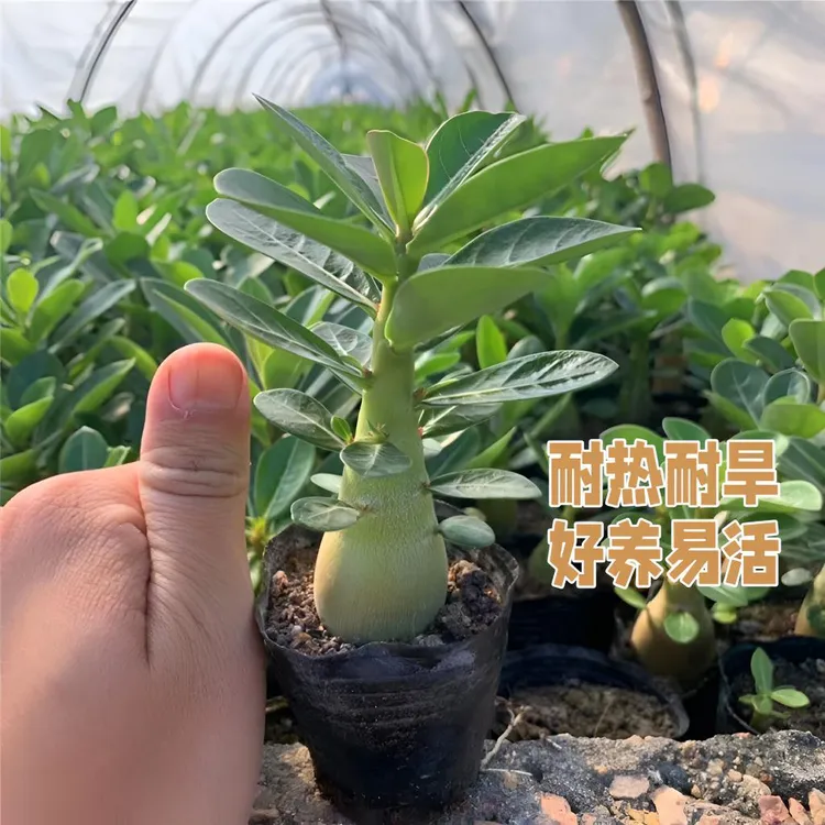 沙漠玫瑰花苗盆栽室内阳台庭院耐旱好养易活重瓣四季开花绿植花卉