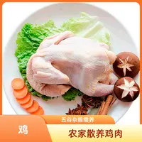 土母鸡肉农家散养鸡肉