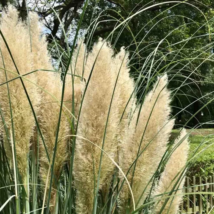 矮蒲苇盆栽庭院阳台多年生观赏草四季常绿芦苇水塘花镜植物包邮