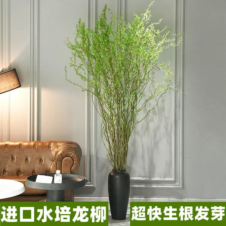 【1.5-1.6米】水培鲜切龙柳花卉客厅绿植室内装饰插花四季好养盆栽