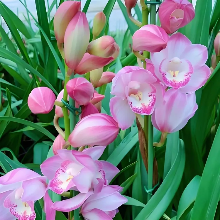 拱兰六朝金粉大花蕙兰嵩明基地直发（消苞不售后，介意勿拍）