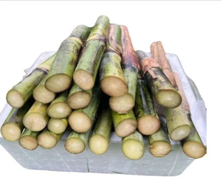 【牧草王】高产多糖正宗牧草王甘蔗正品耐寒多年生牧草新鲜种节