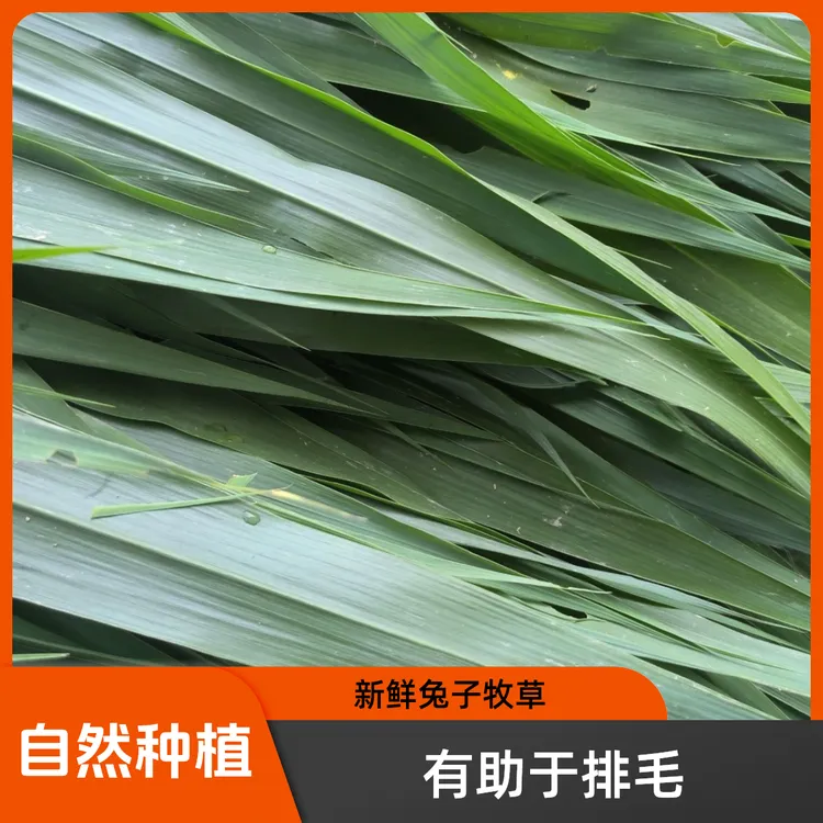 【牧草叶子】新鲜兔子牧草豚鼠鲜草食物牧草段野生原生态食用