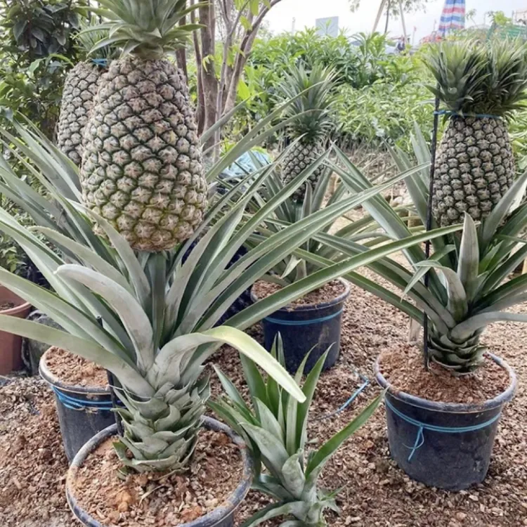 凤梨盆栽地栽22号大果凤梨金钻芒果凤梨盆栽绿植庭院阳台水果树苗