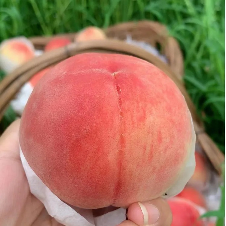 正宗龙泉驿水蜜桃脆蜜甜软糯香嫩汁多白里透红