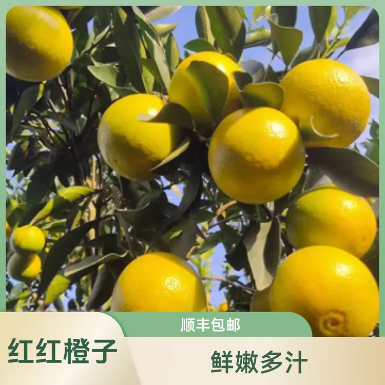 廉江红红橙红橙子现摘现发当季新鲜水果皮薄多汁化渣顺丰包邮